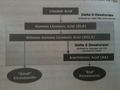 Omega-6 Synthesis pathway from Linolei Acid to Arachidonic Acid (AA)