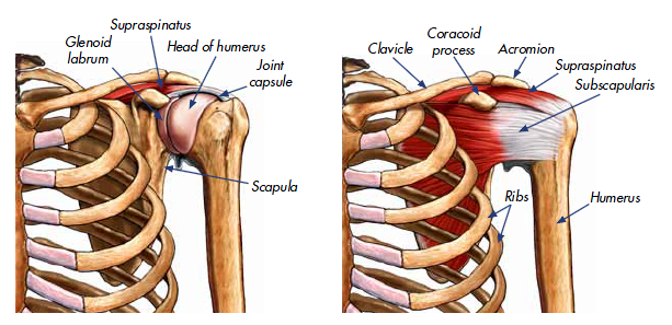 Where is the rotator cuff