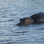 St Lucia Lake Hippos 