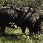 Umhalanga Game Reserve Rhino