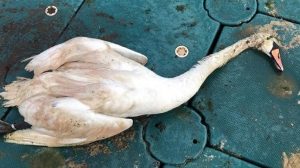 Swan that starved to death